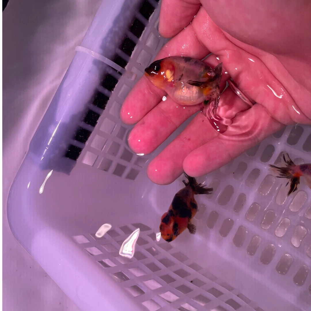 兰寿鱼苗（高货三花奶牛）7-10公分 1只一组 实际发货以直播间为准