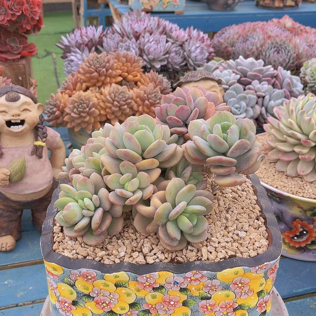 海*多肉美人石化海姐带盆