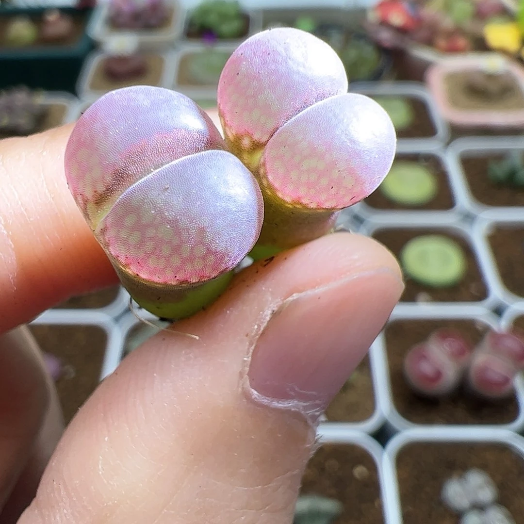 【闪购商品】281 粉钻