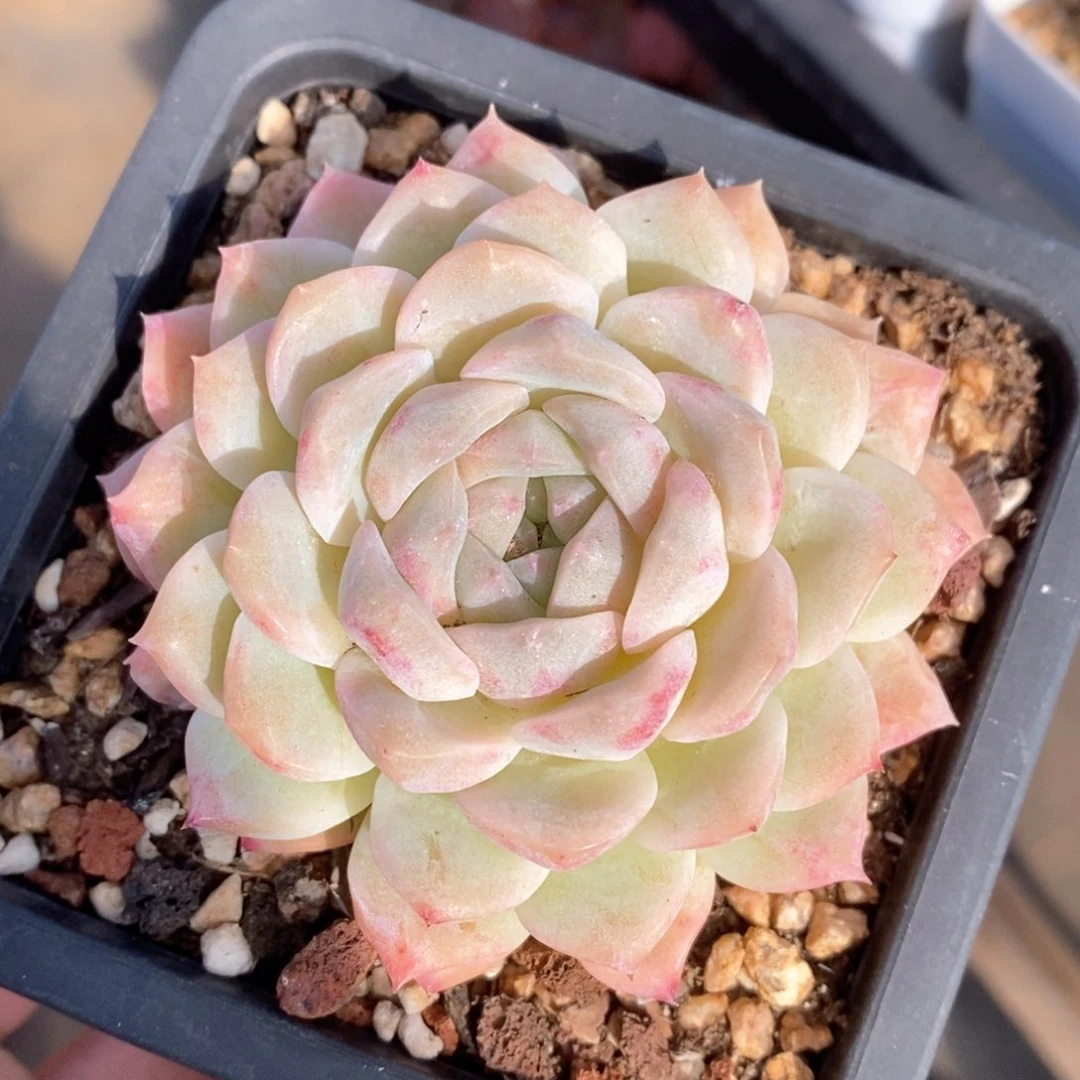 精品多肉一物一拍91