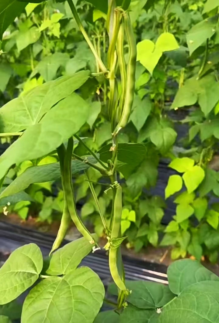 顺丰包邮天津本地弯子豆角农家四季豆当季新鲜蔬菜无筋自种绿色