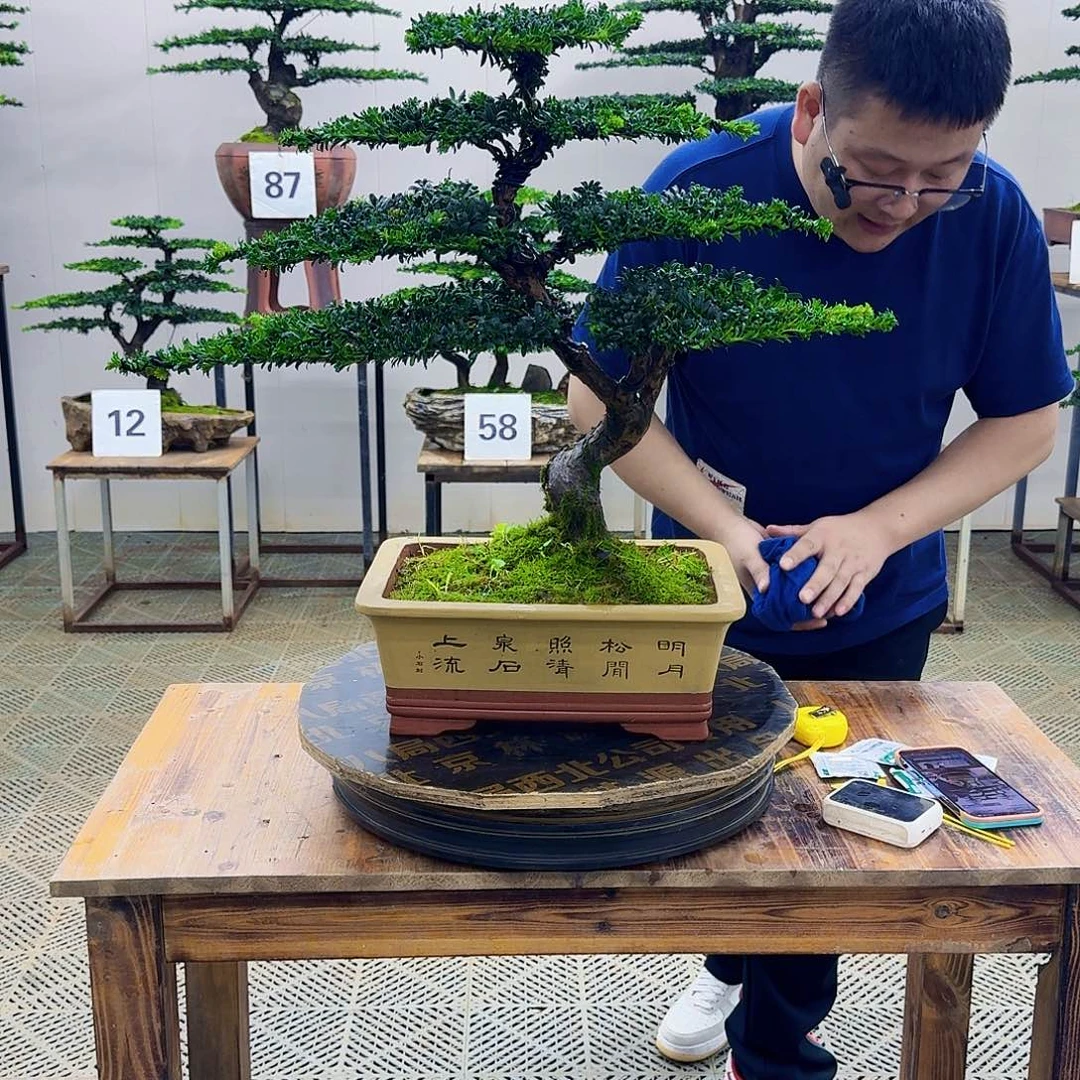 无花朵珍珠罗汉松造型盆景