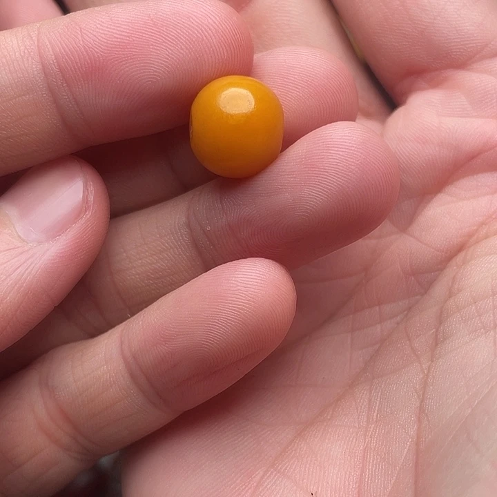 琥珀未镶嵌裸石西亚鼓珠12.8-12mm