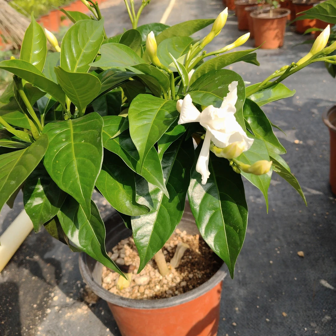香水茉莉花盆栽带花苞四季开花室内外庭院阳台绿植