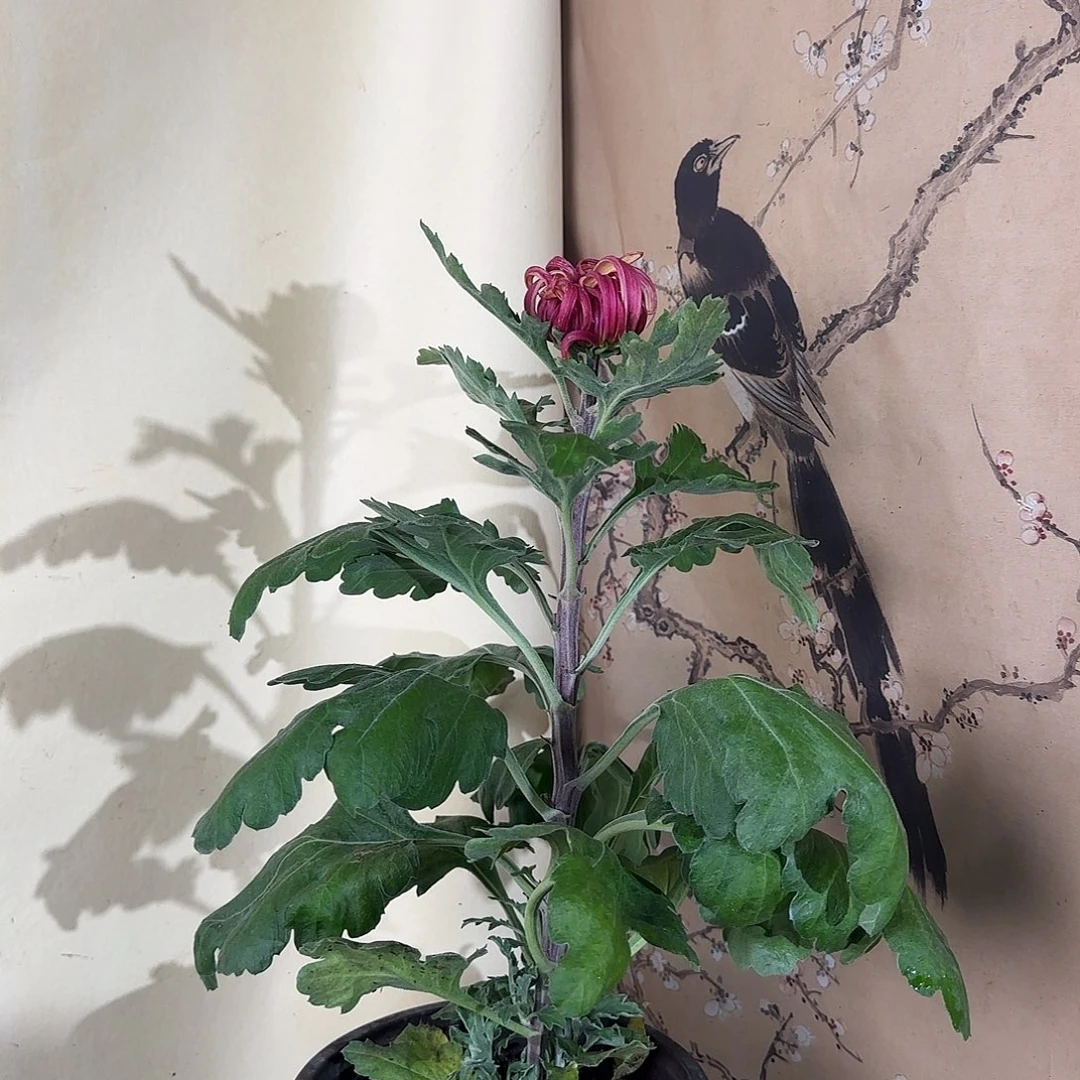 全部花朵K5555555