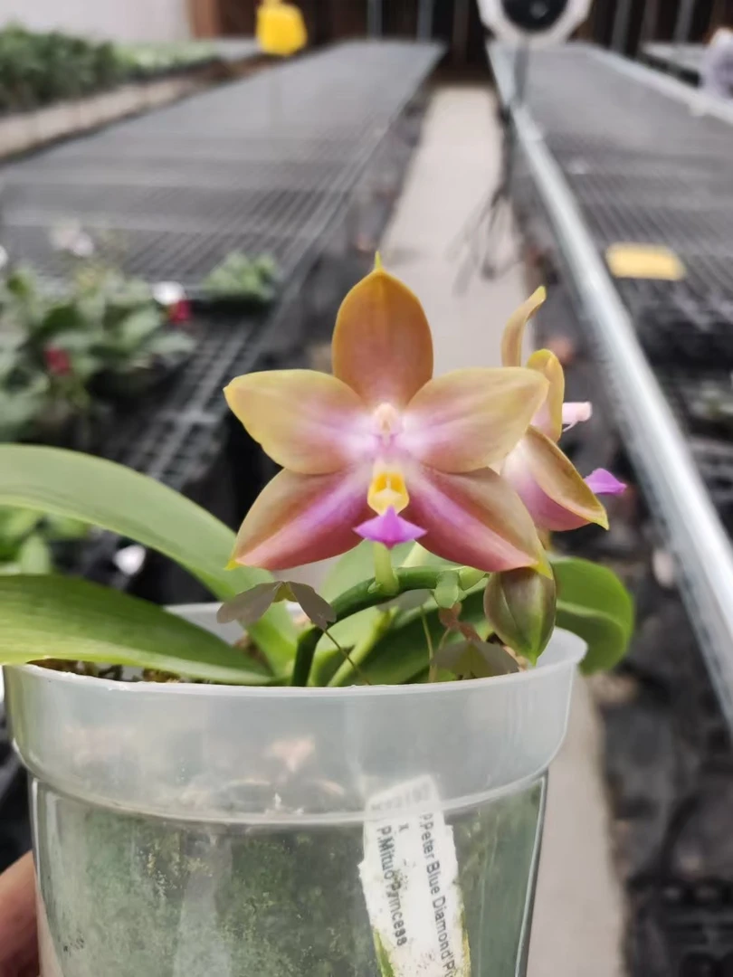 2.5寸 K22192 蓝钻交弥陀公主-开花株（刚升杯 未出根） 趣味兰