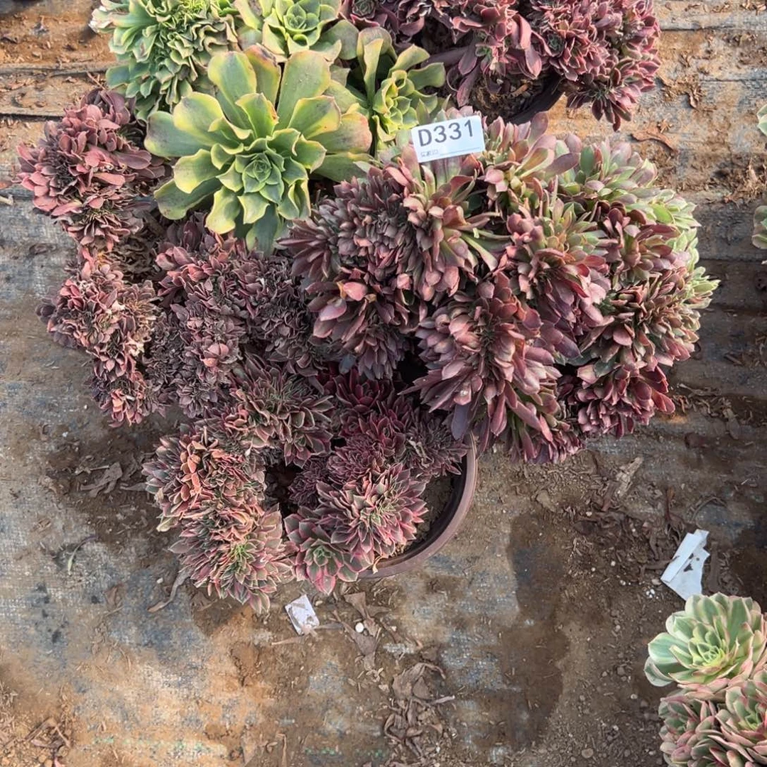 3315颗组合多肉法师