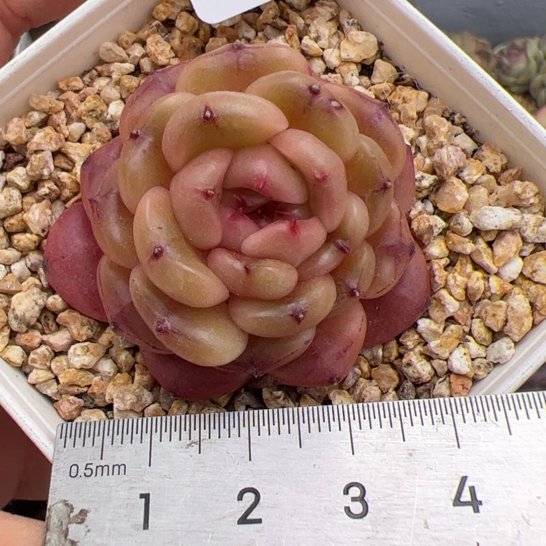 652 多肉植物组合盆栽