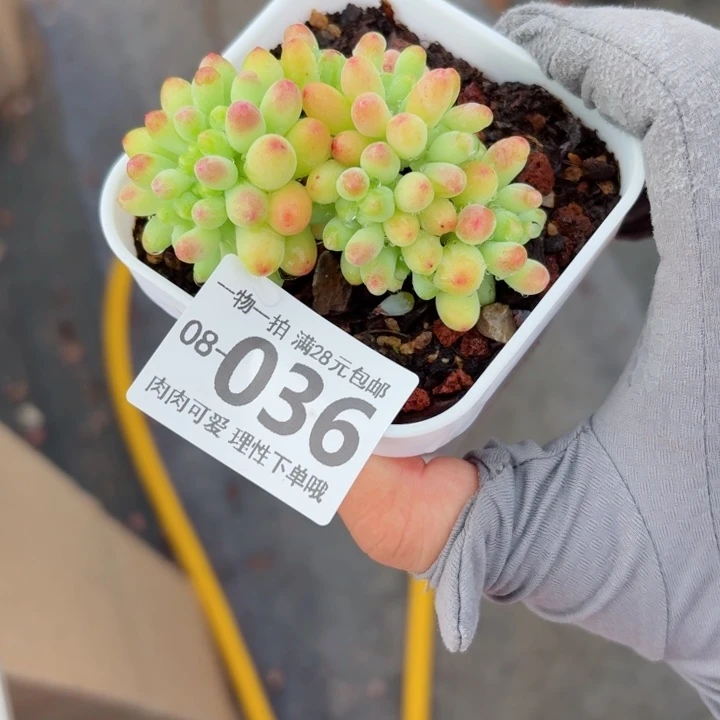 果冻乙女心多肉植物多肉植物多肉