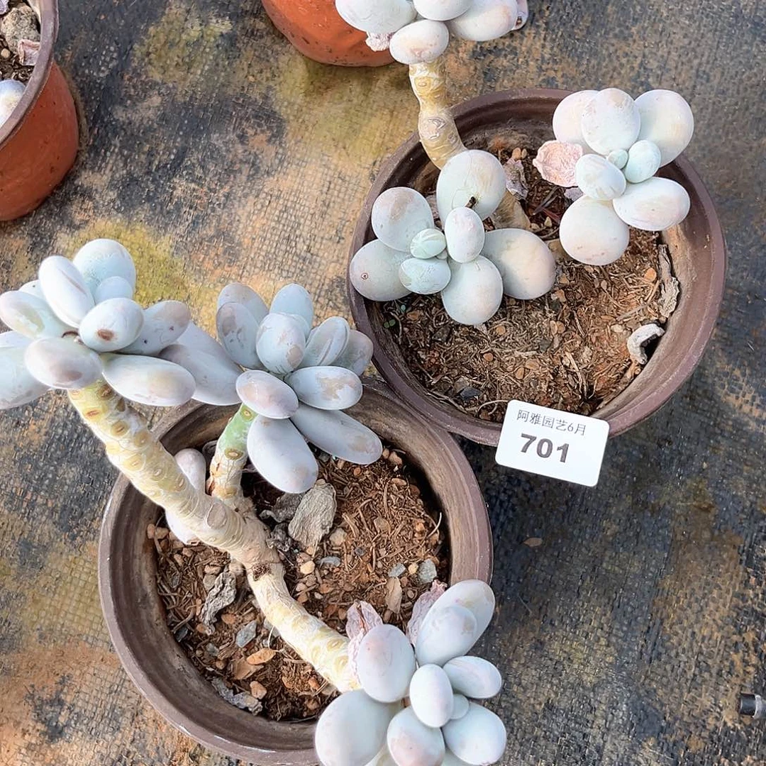 阿雅园艺。   701