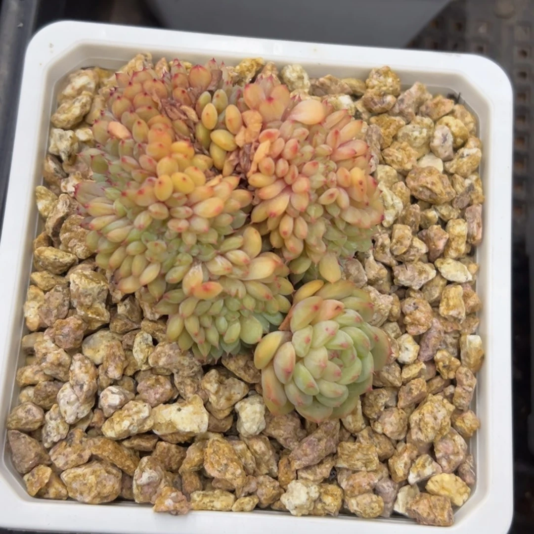 张张精品多肉白胖子缀