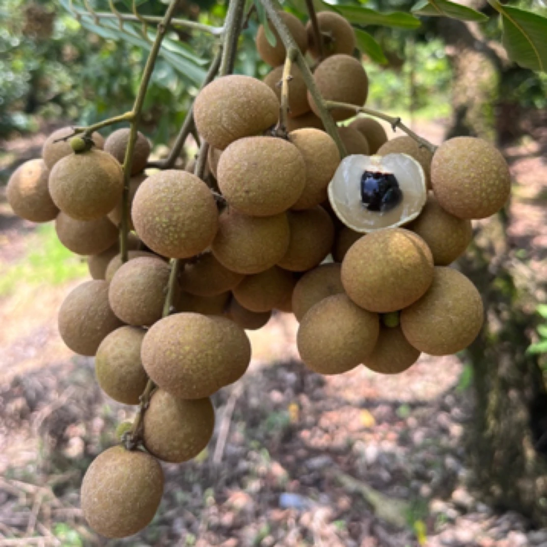 【顺丰包邮老树龙眼】茂名高州（50年老树储良龙眼）不泡药水不泡冰水