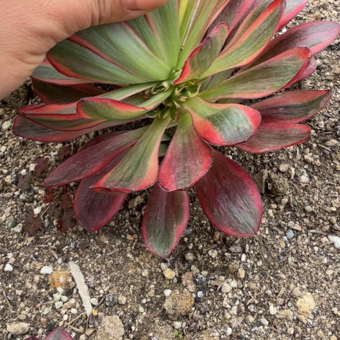 005魅金锦。多肉植物