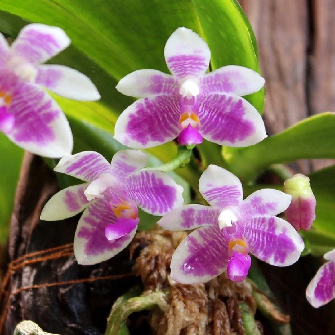 湾湾实生花苗【太阳虎交羞花】1.7寸不花剑拇指苗根少叶小介意慎拍