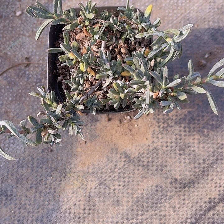 龙须海棠满25包邮