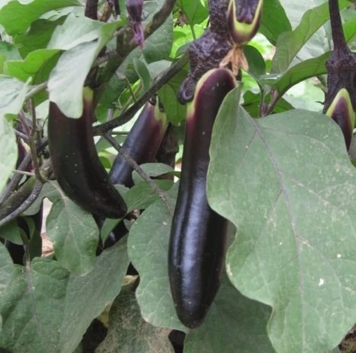 东北农家紫茄子3斤包邮