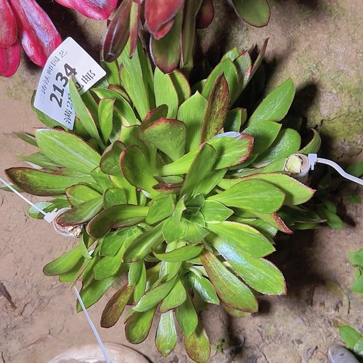 2134魅影七彩多肉无根