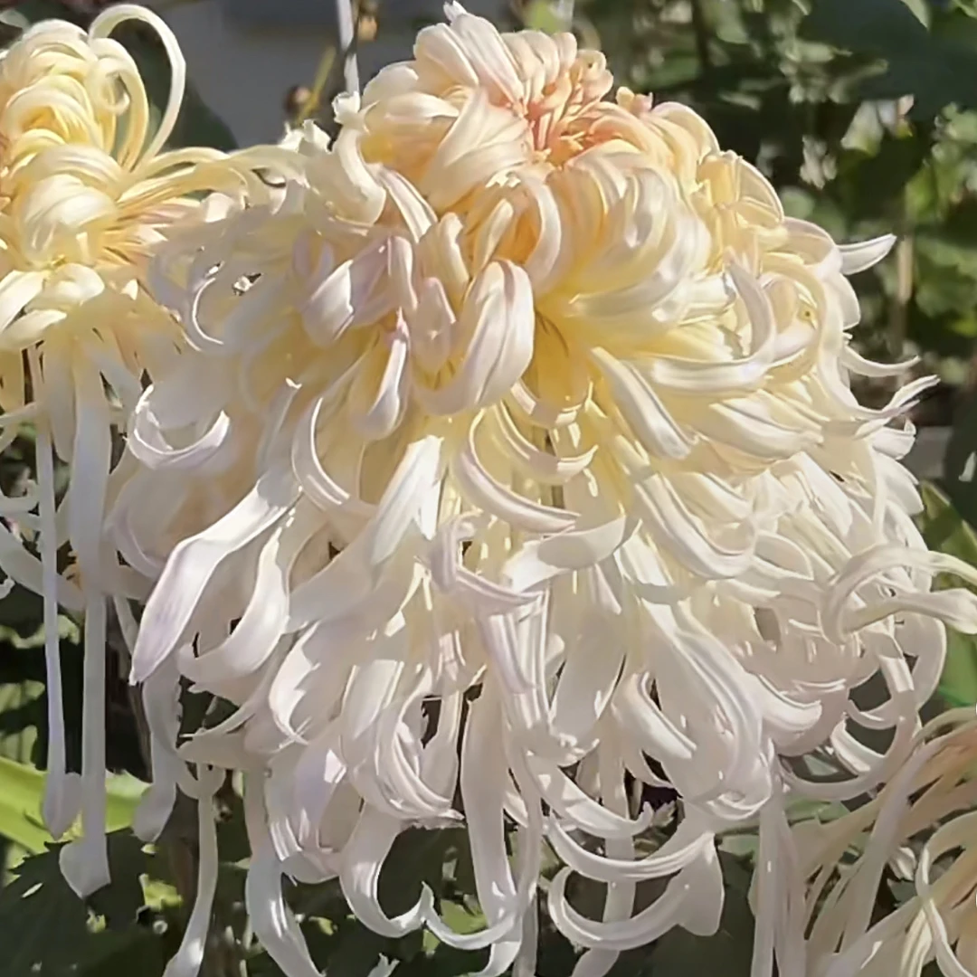 【一物一拍】蜀国夫人 9月大菊半成品多年生盆栽花卉绿植