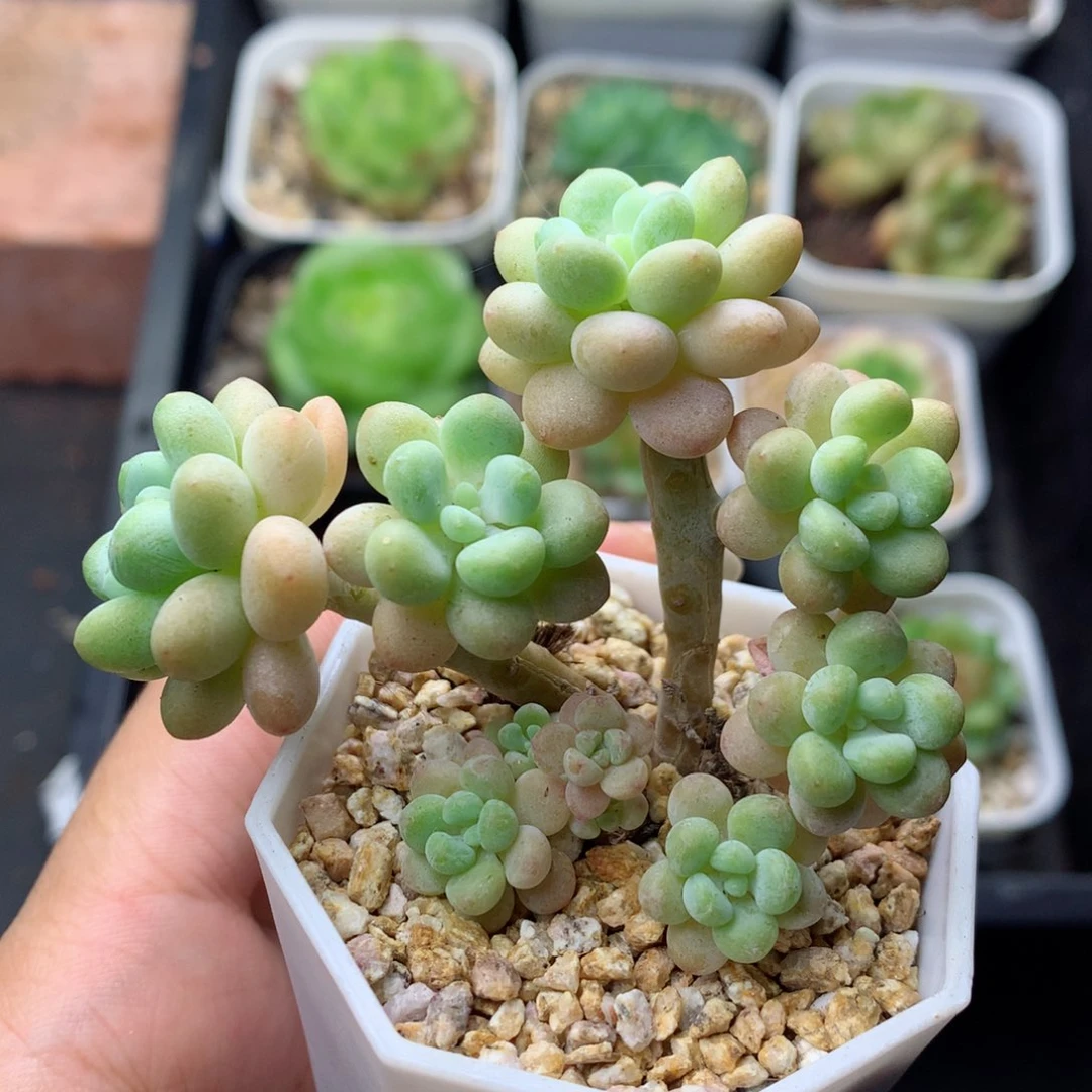 58包邮  群生不包整 4