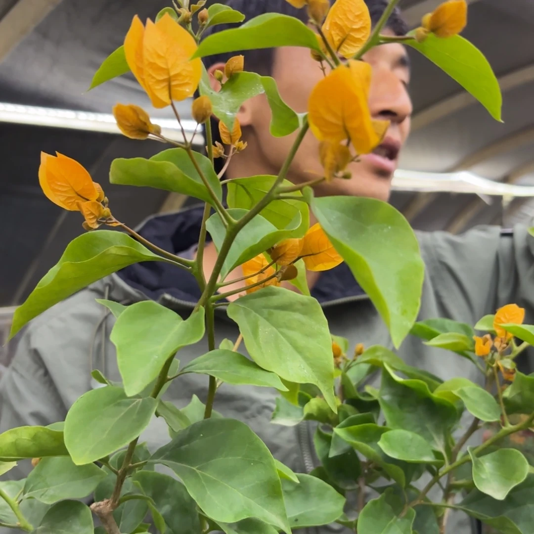 完全开放（金探戈）三角梅会落花落叶会光杆苗有大有小