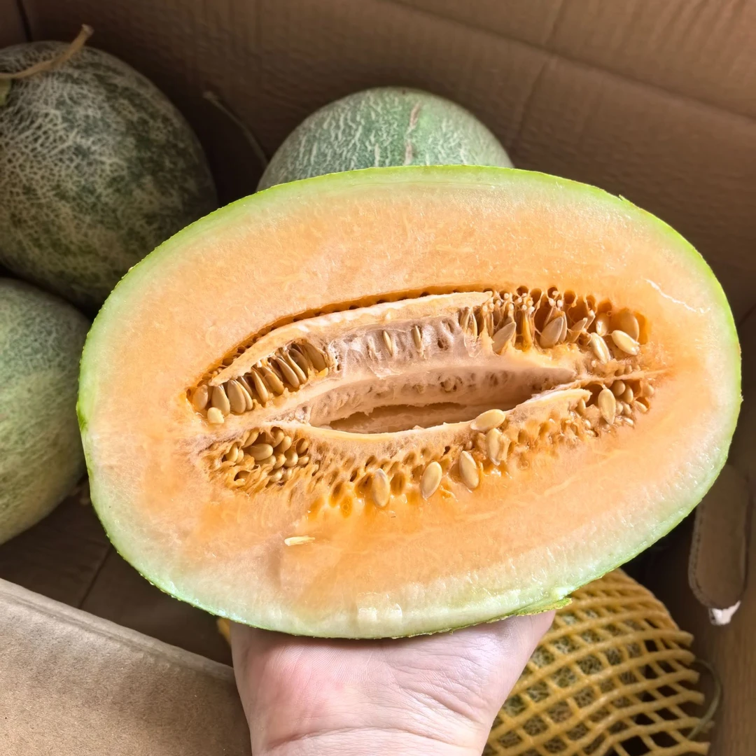 海南小蜜25哈密瓜净重3斤以上