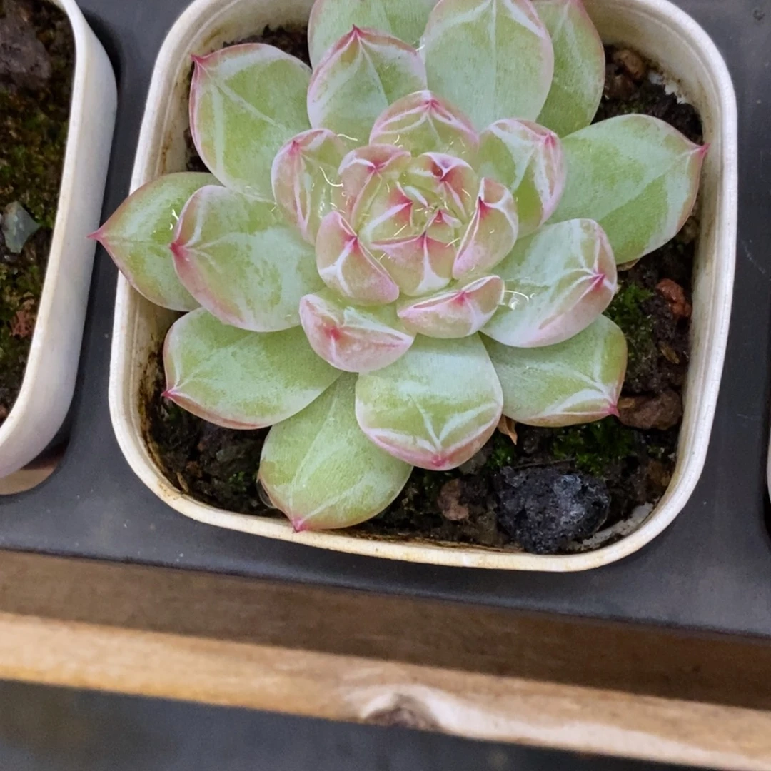 精品多肉一物一拍不包整78