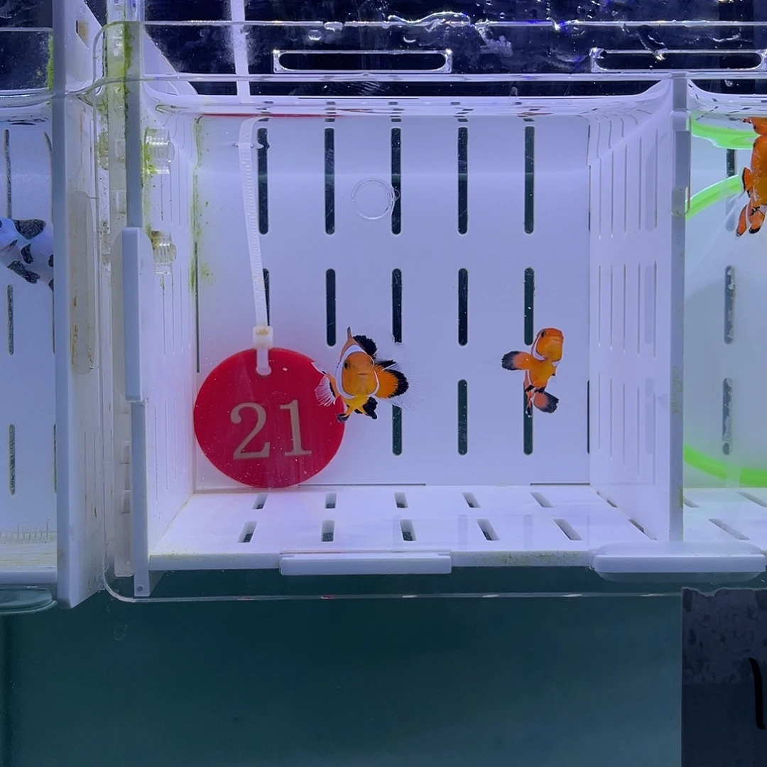 海水鱼公子礼服3+-4+