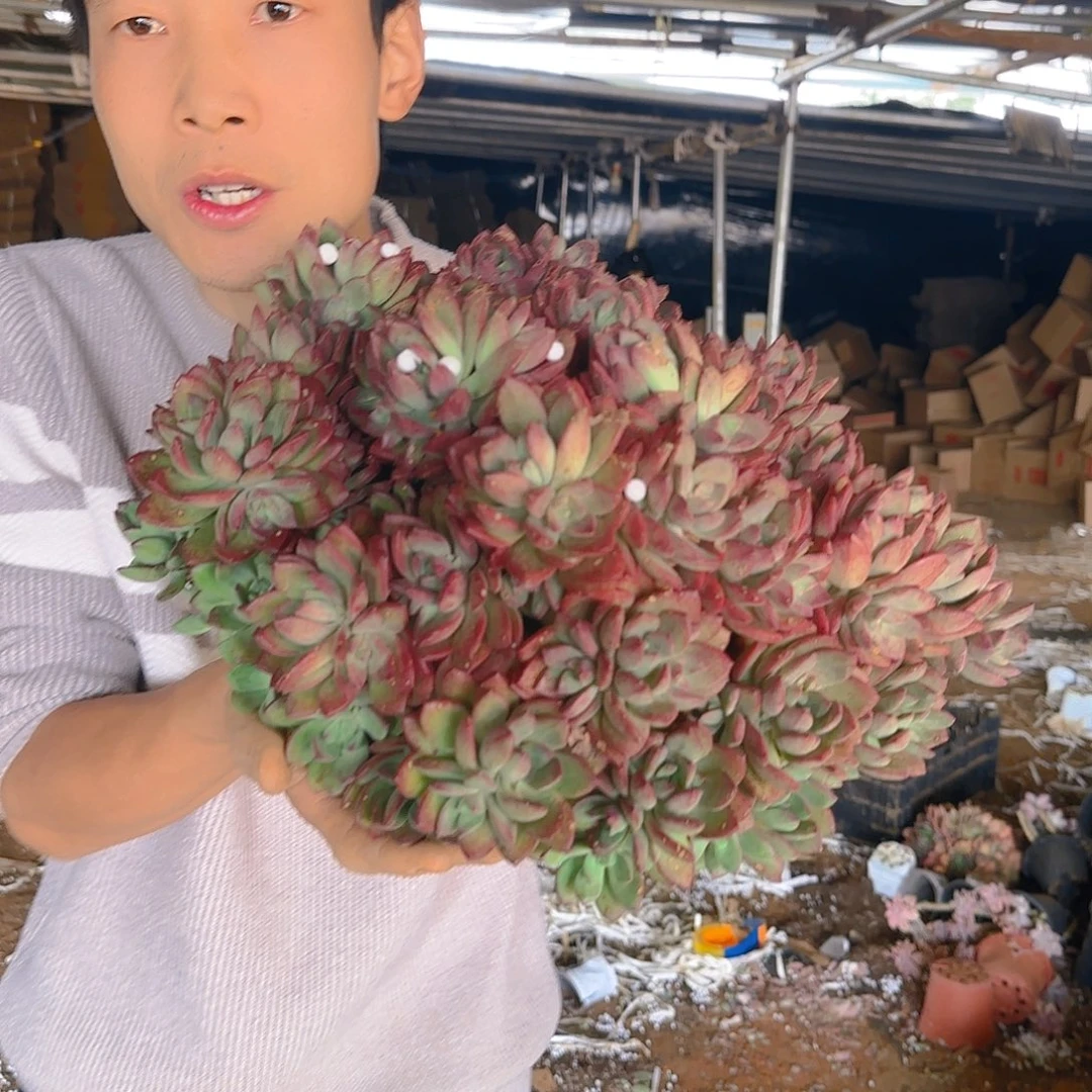 地栽红智莲多肉多肉