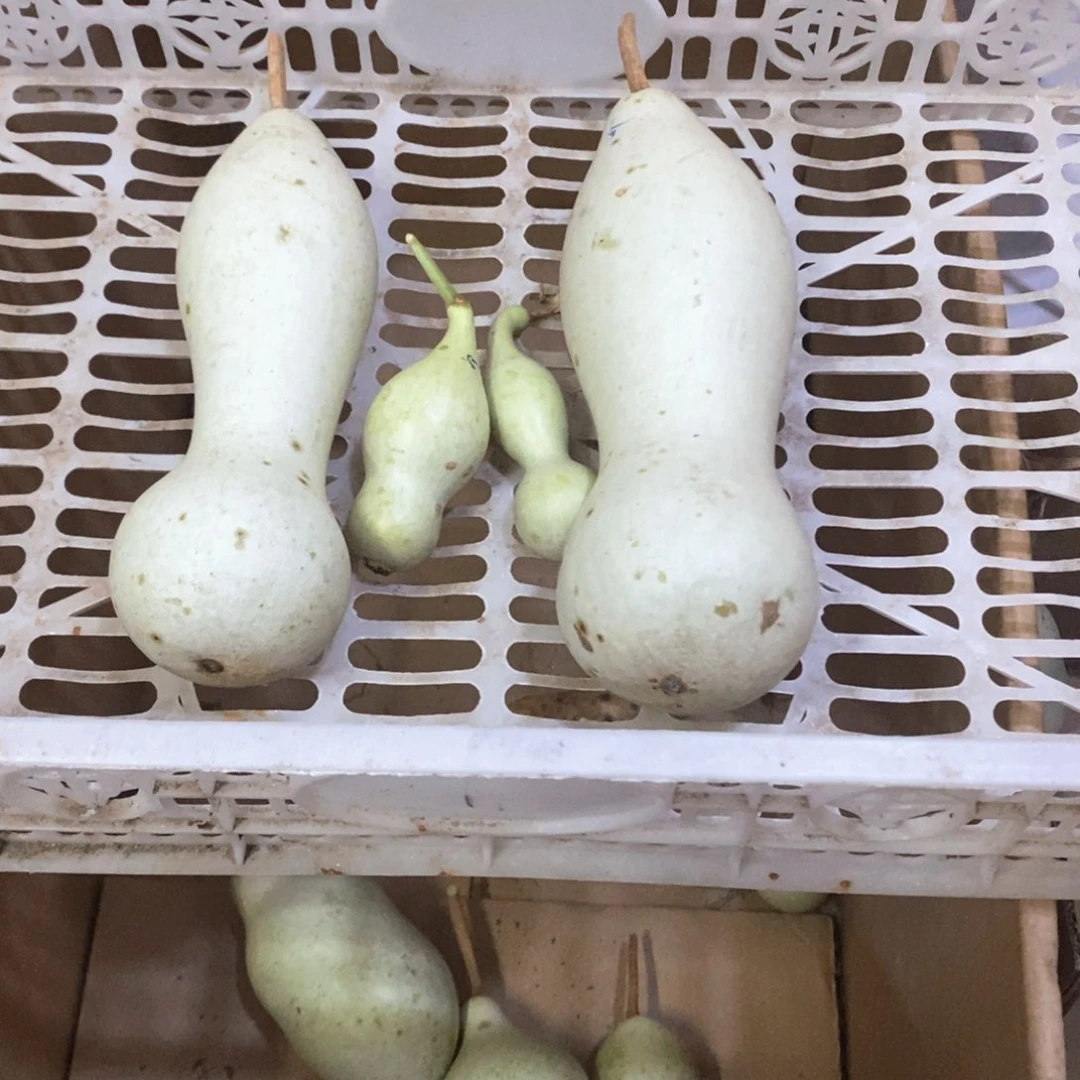 那**#文玩葫芦青皮葫芦