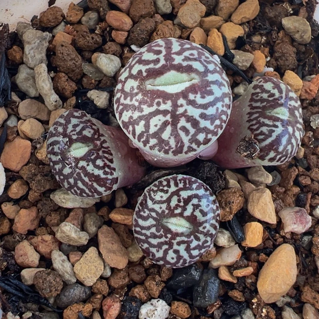 752多肉植物种类多样