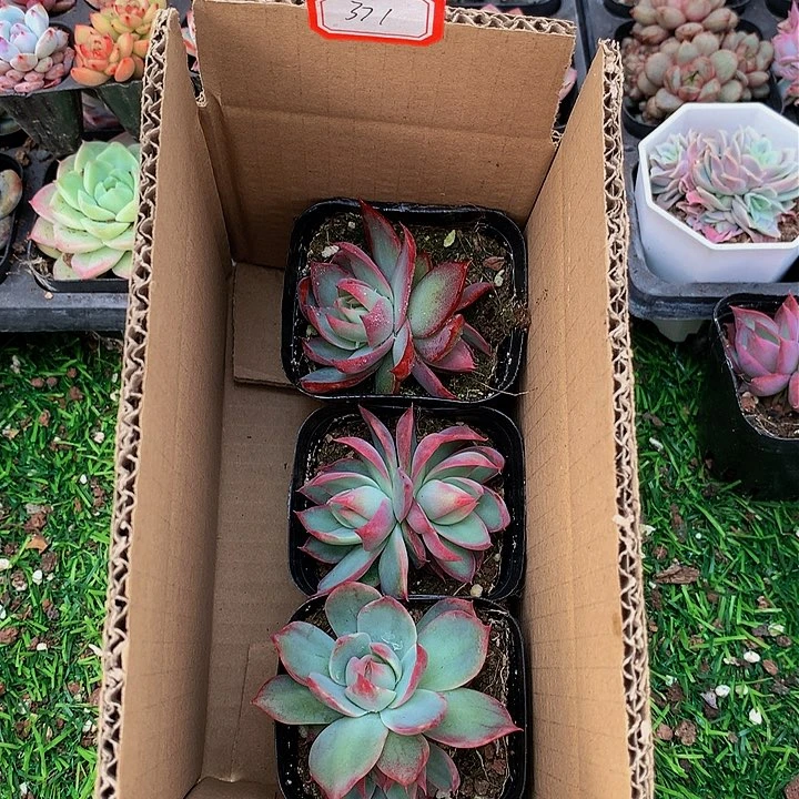 A371惊鸿仙子多肉