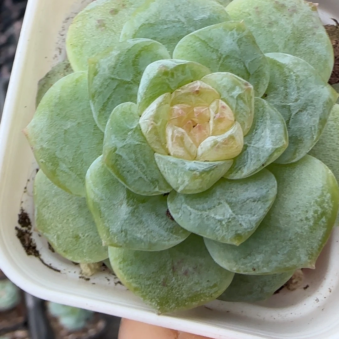 小卡拉米糖心一物一拍18-47