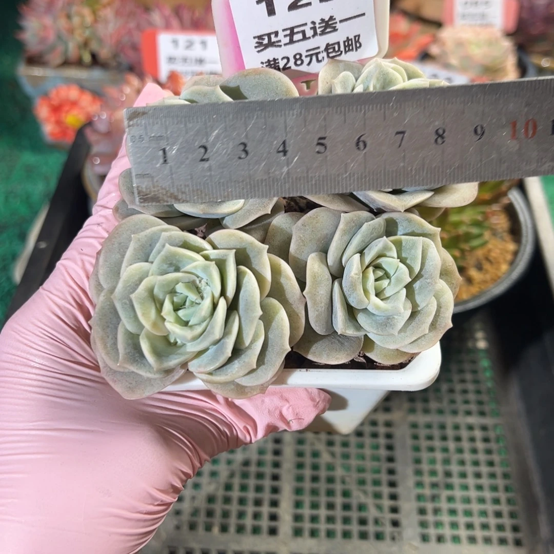 表妹精品多肉植物123.