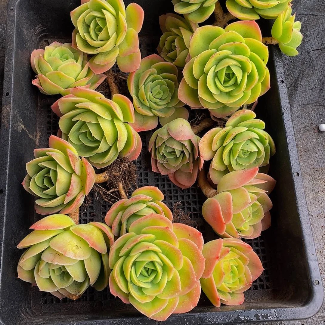 辛纳塔多肉植物一框4180