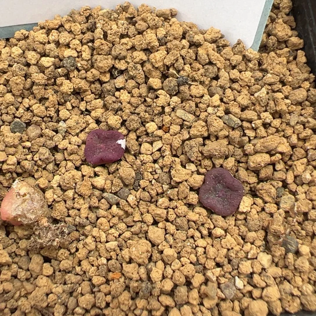 14-180量拍园艺紫方碗5颗