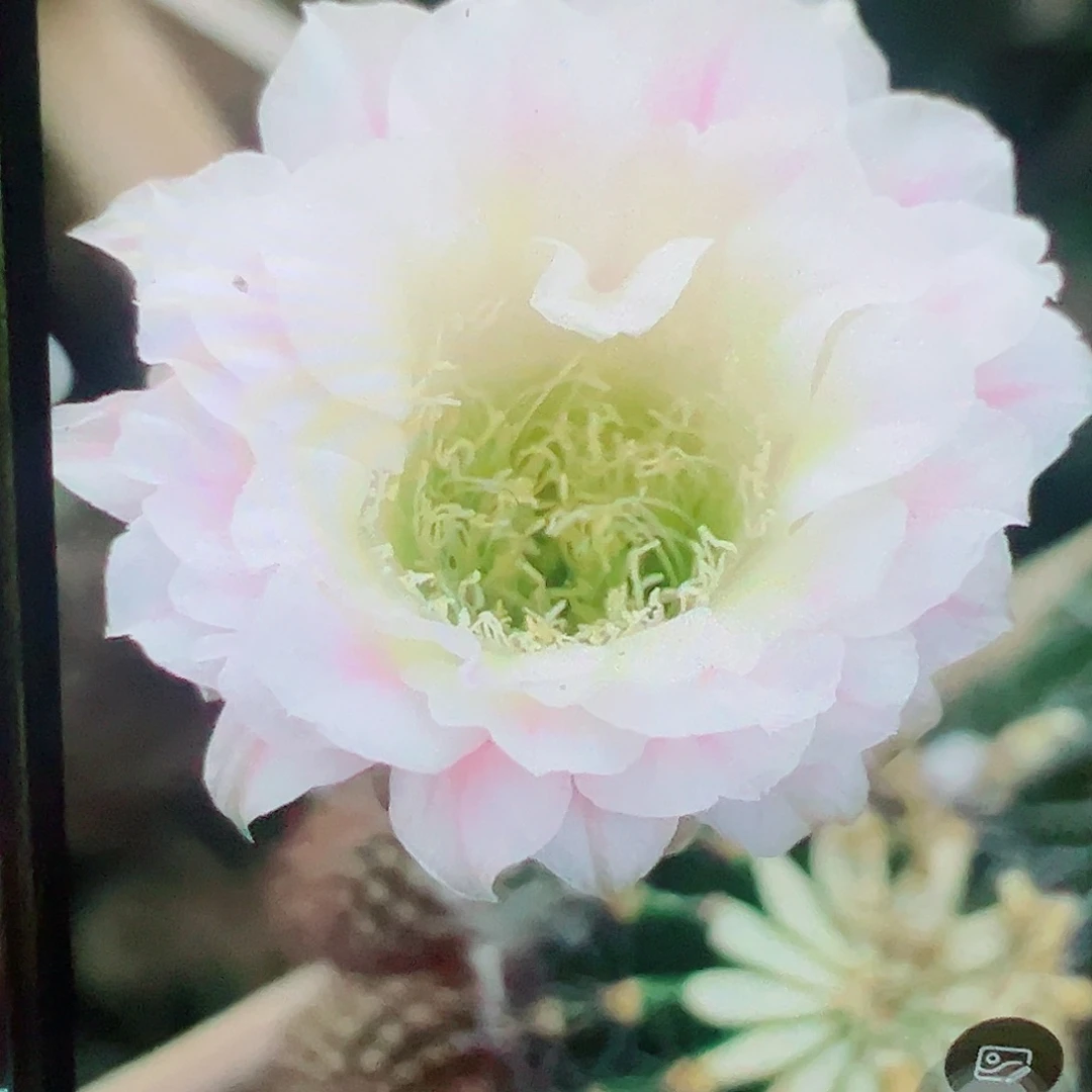 彩草 芊色 侧芽 满20包邮
