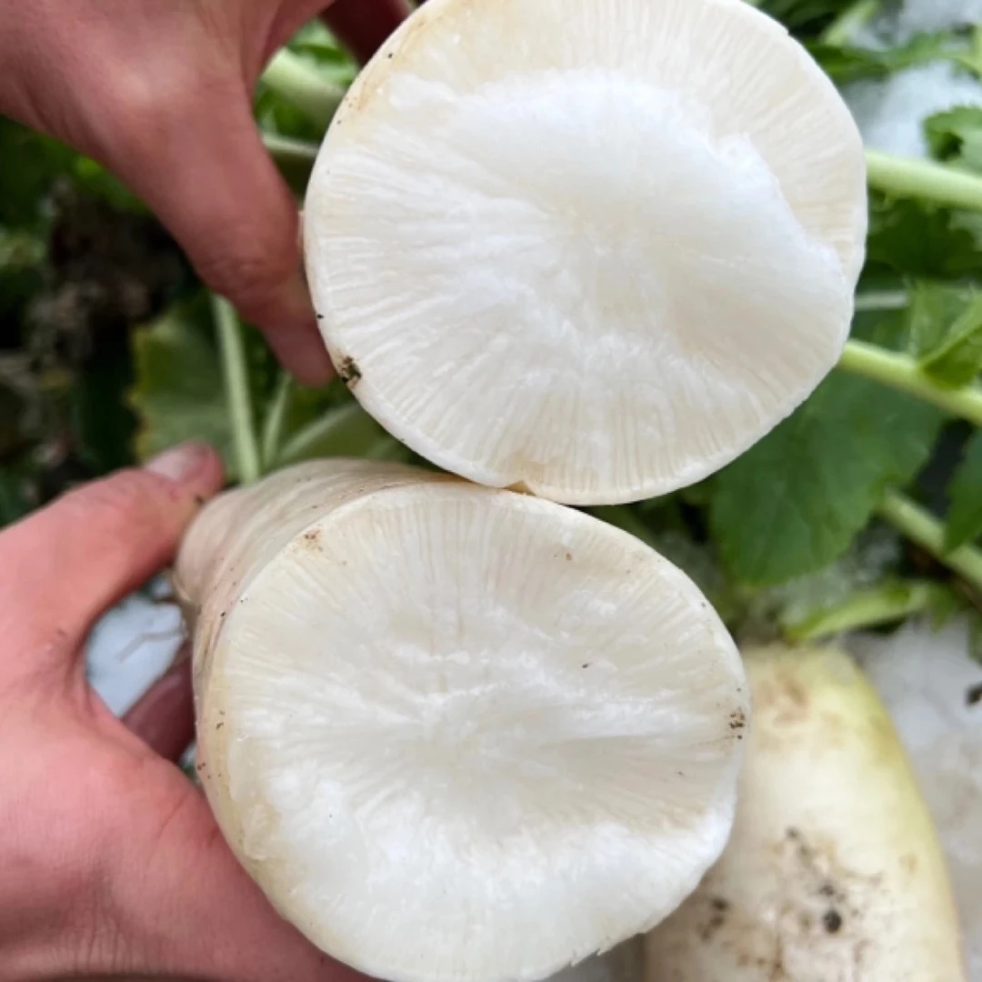 【顺丰到家】生态自然蔬菜小白萝卜4斤-4.5斤