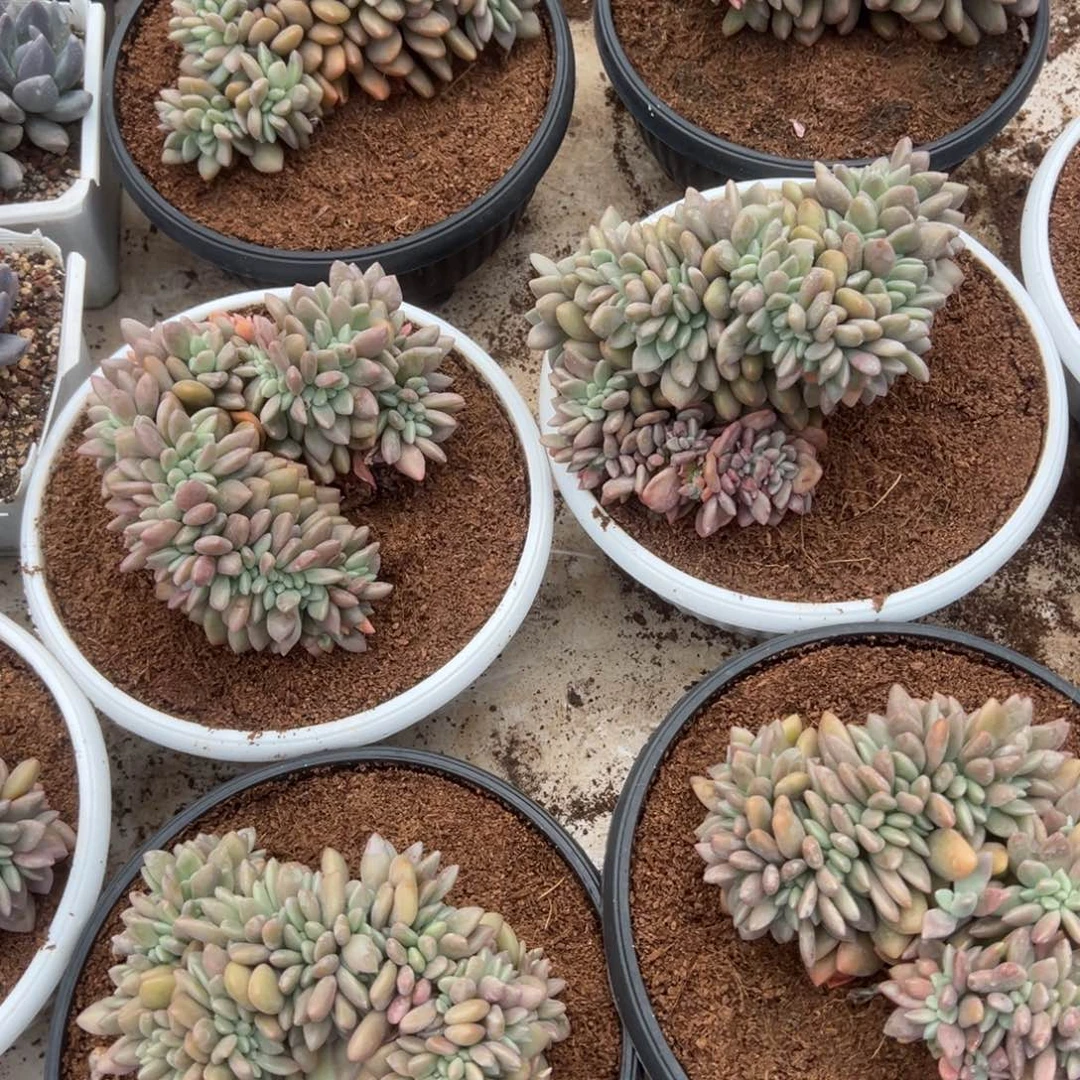 桃花源缀化000000000