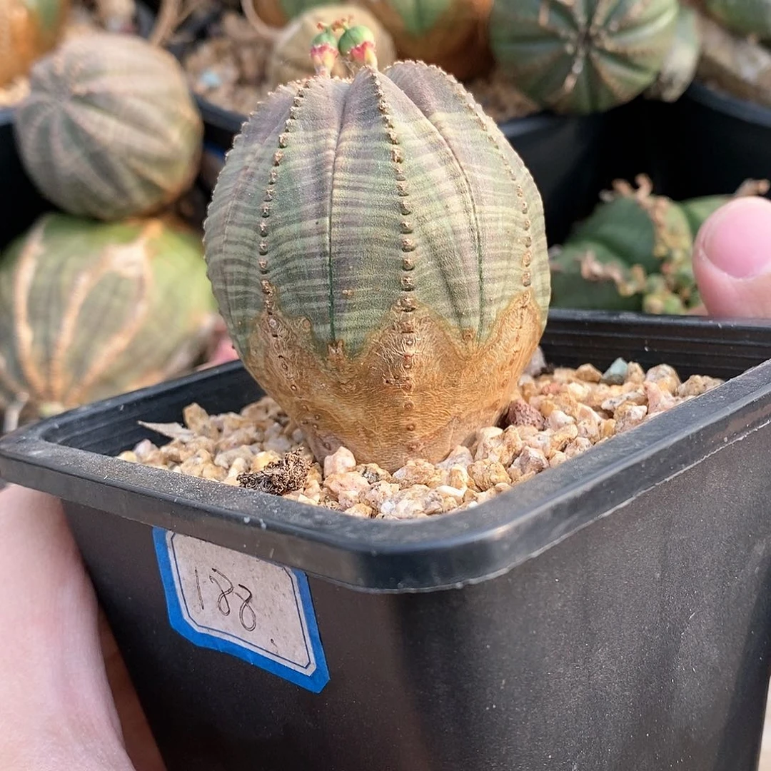 欧系实生布纹球多肉植物