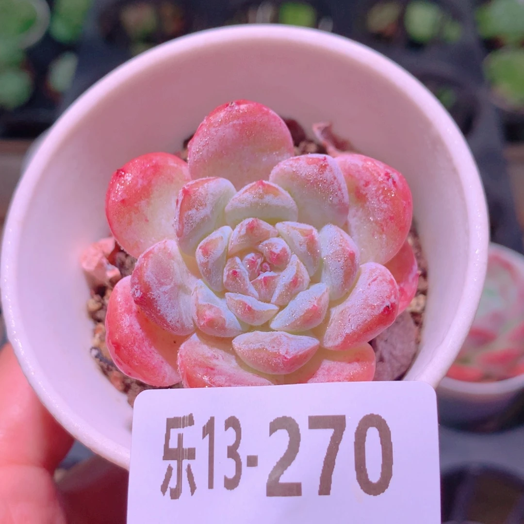 乐然13-270 红胖子