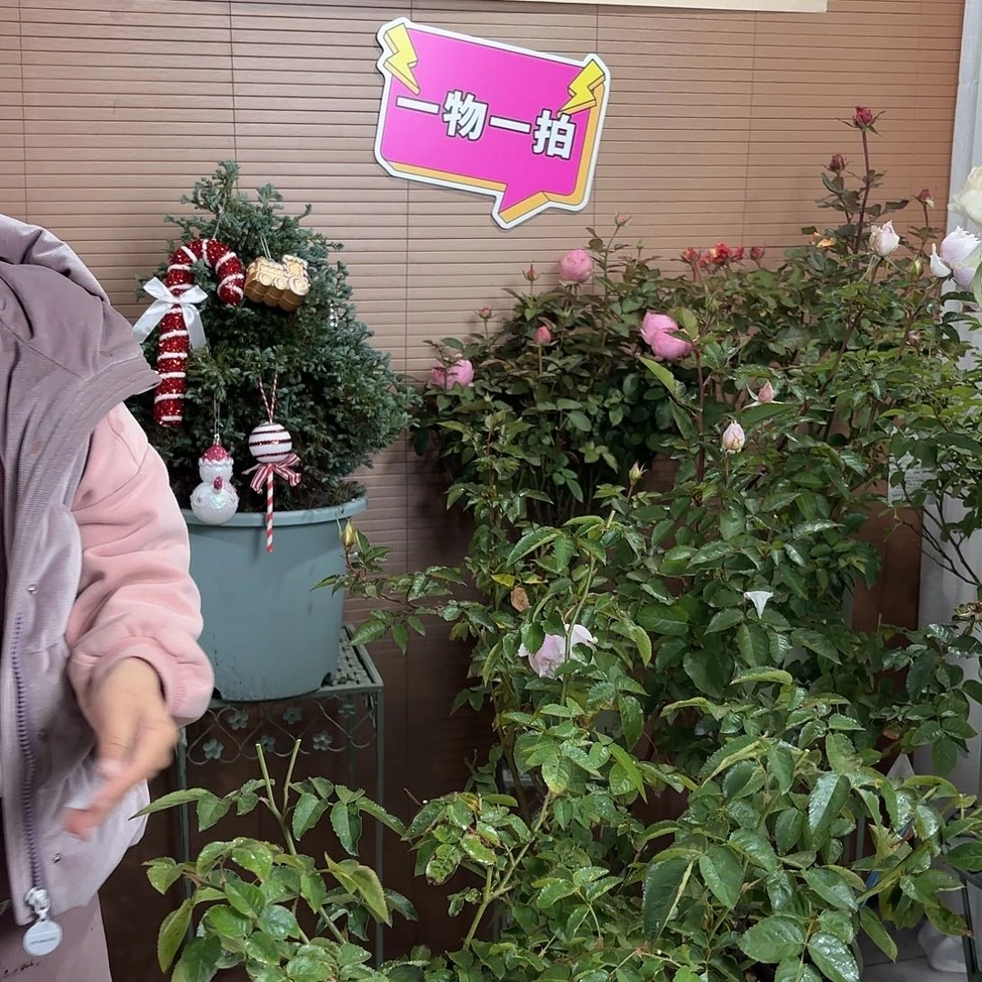 浮月1.5加仑扦插苗