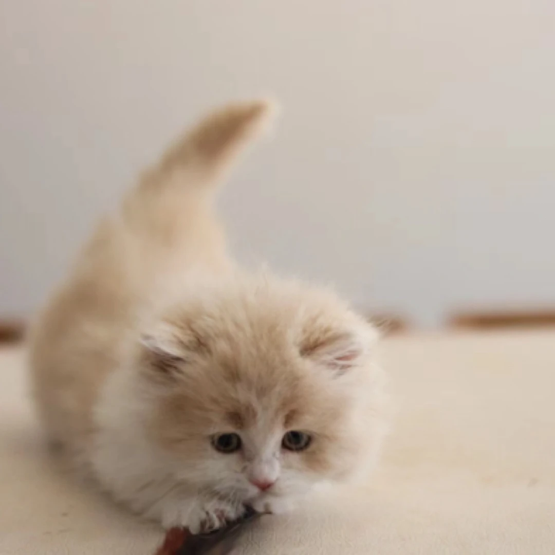 宠物活体金渐层蓝金蓝猫