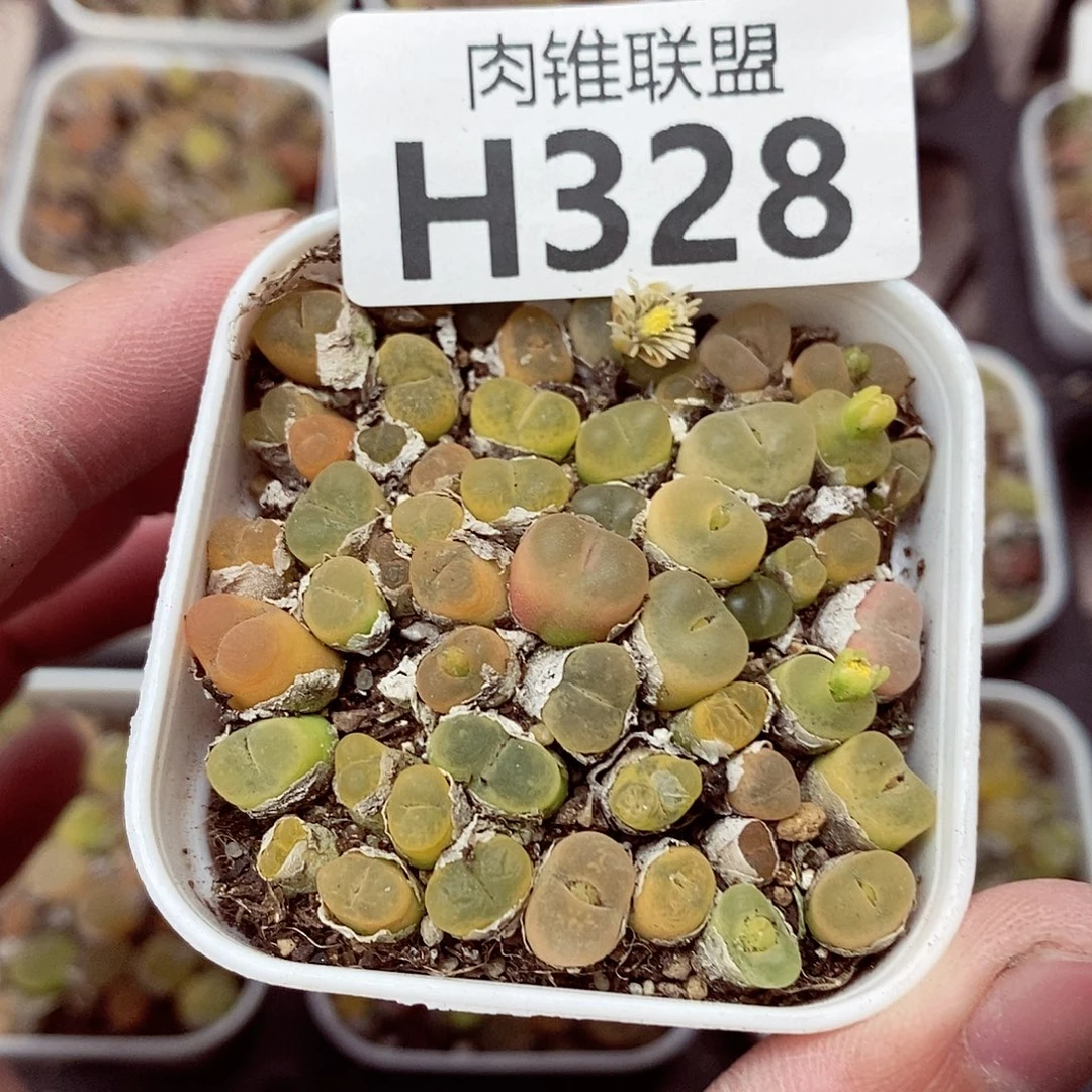 凸***兽328呃呃呃呃呃呃呃呃呃呃呃