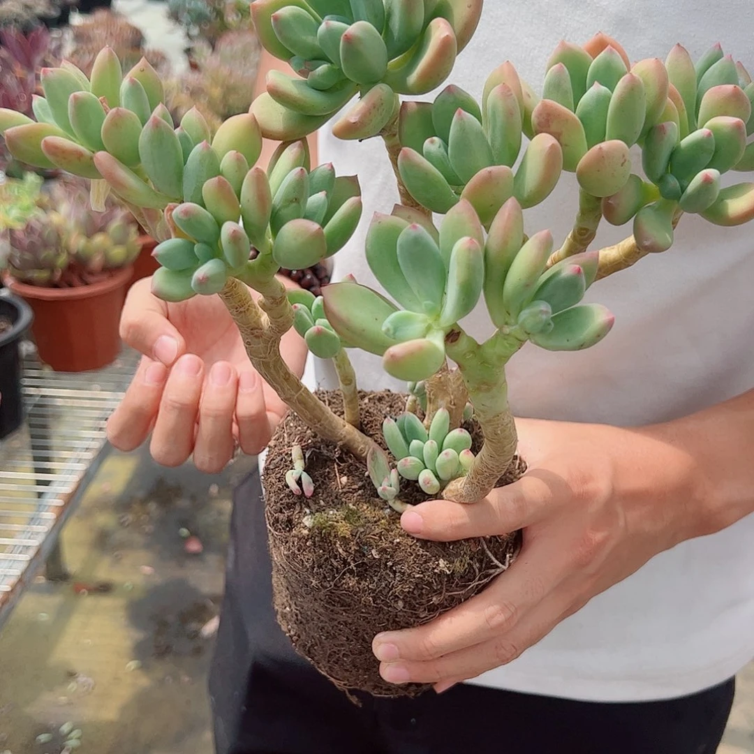 清新美人多头起发整桩整群老桩