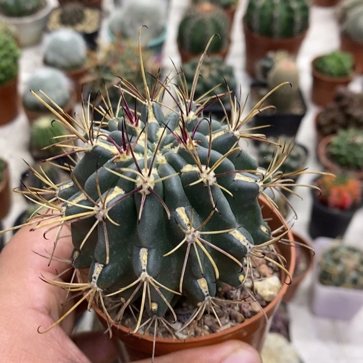 实生黑罗莎特价福利