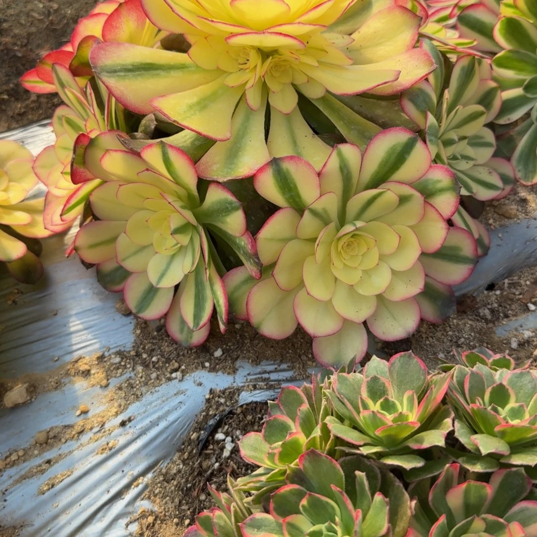 娜***）424荔枝。多肉植物