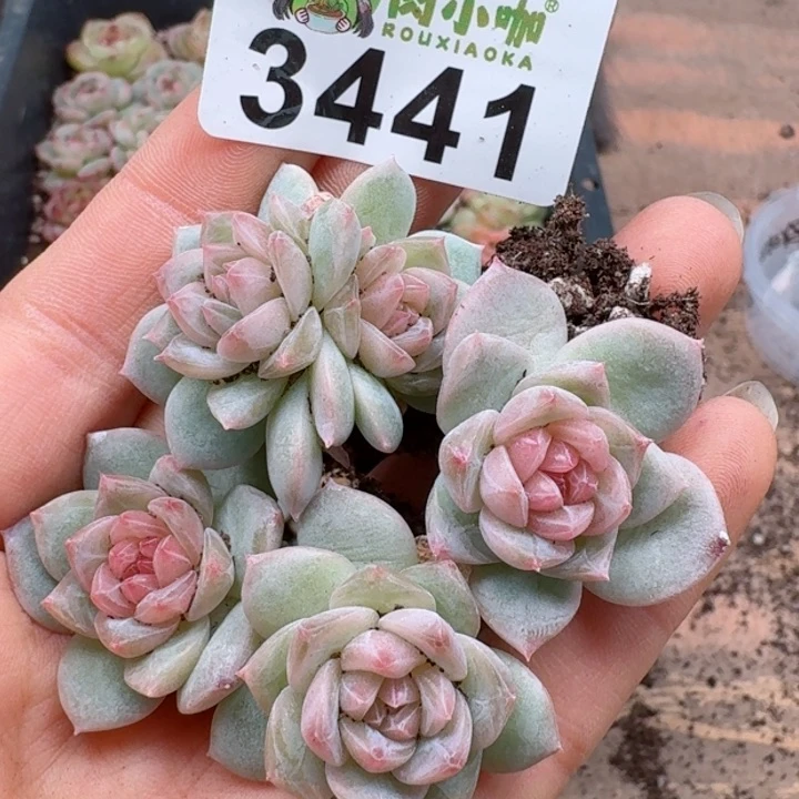 多肉植物多肉植物