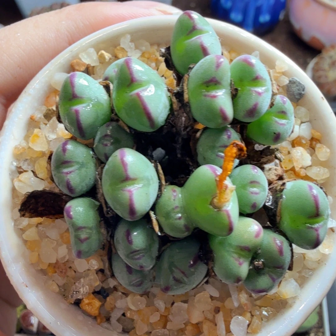 多肉植物和植物的亲戚们840