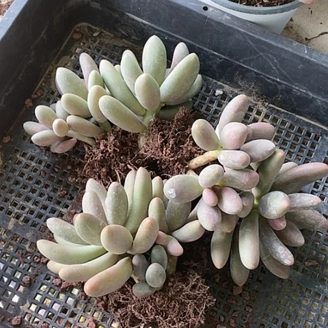 无花朵直播间特价一组糖果美人