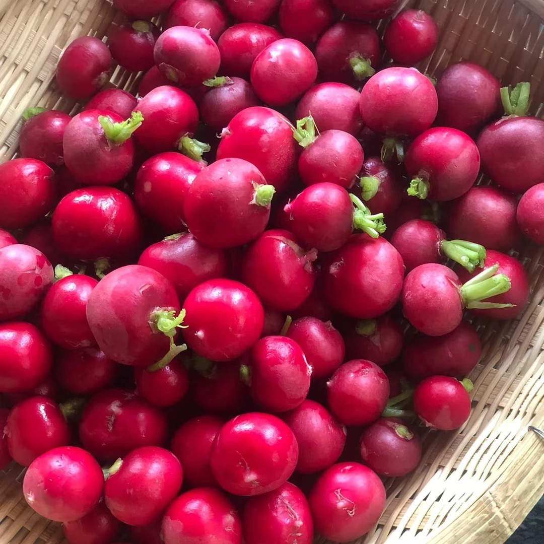 樱桃小萝卜每份约500克